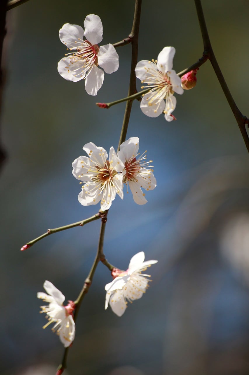 photo de fleur pour paysagiste pro à Saint-nicolas-lez-Beauvais