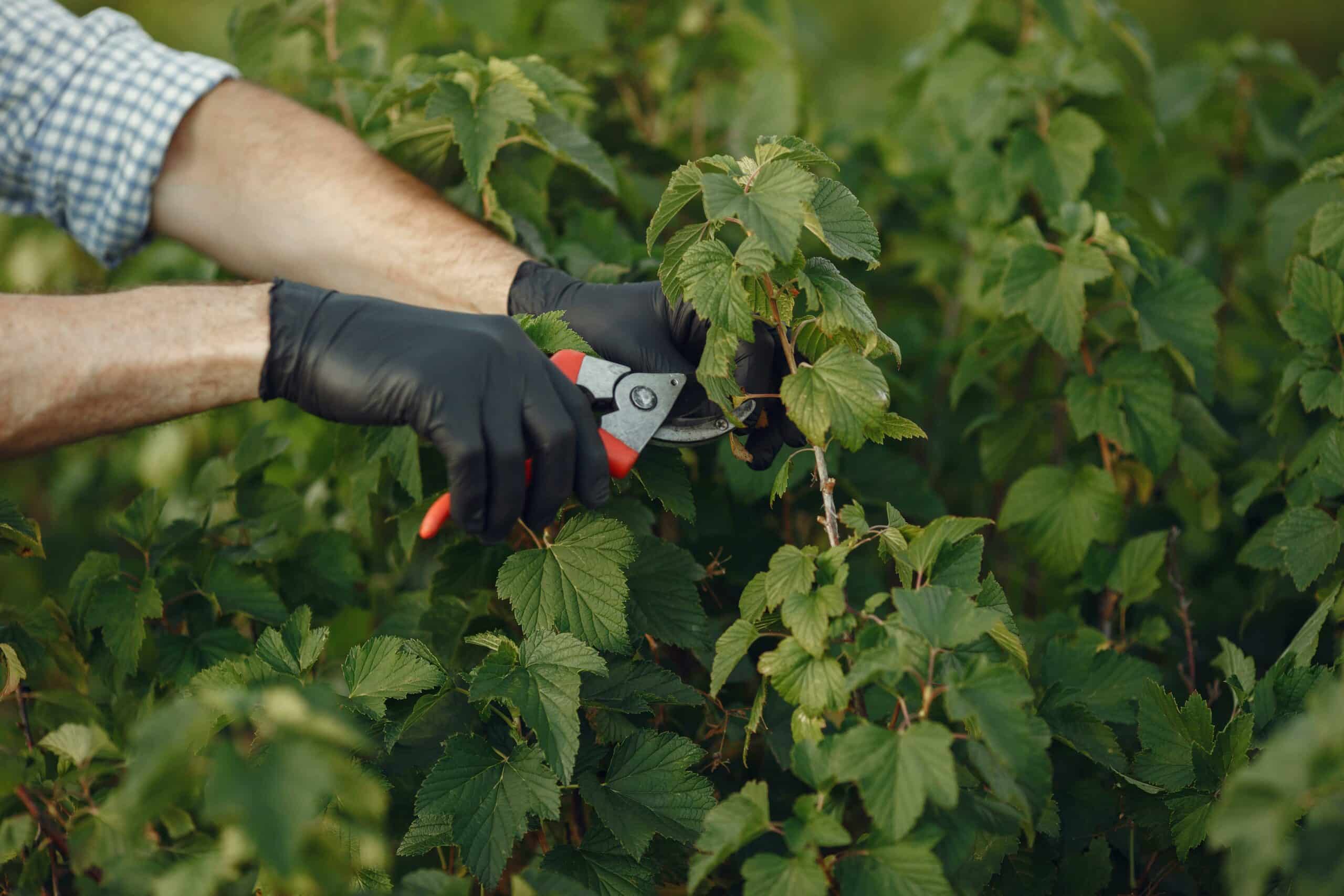 entretien de jardin soigné à Beauvais, coupage au sécateur