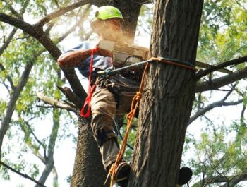 élagage arbre à Beauvais