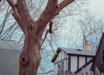 Élagage arbre à Goincourt