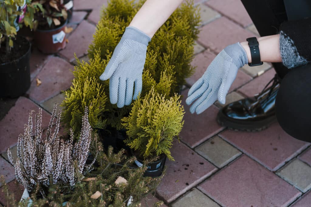 jardin créé à Tillé
