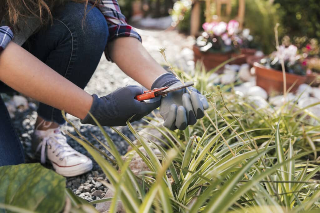 entretien de jardin Saint-Pau