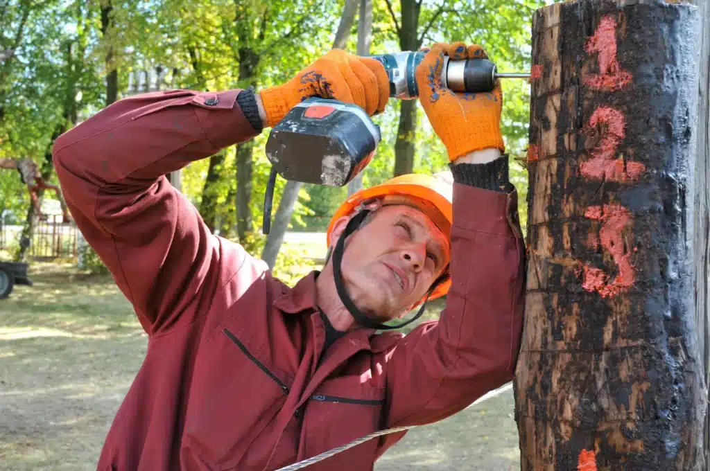 elagage erable Saint-Paul