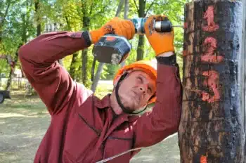 elagage erable Saint-Paul