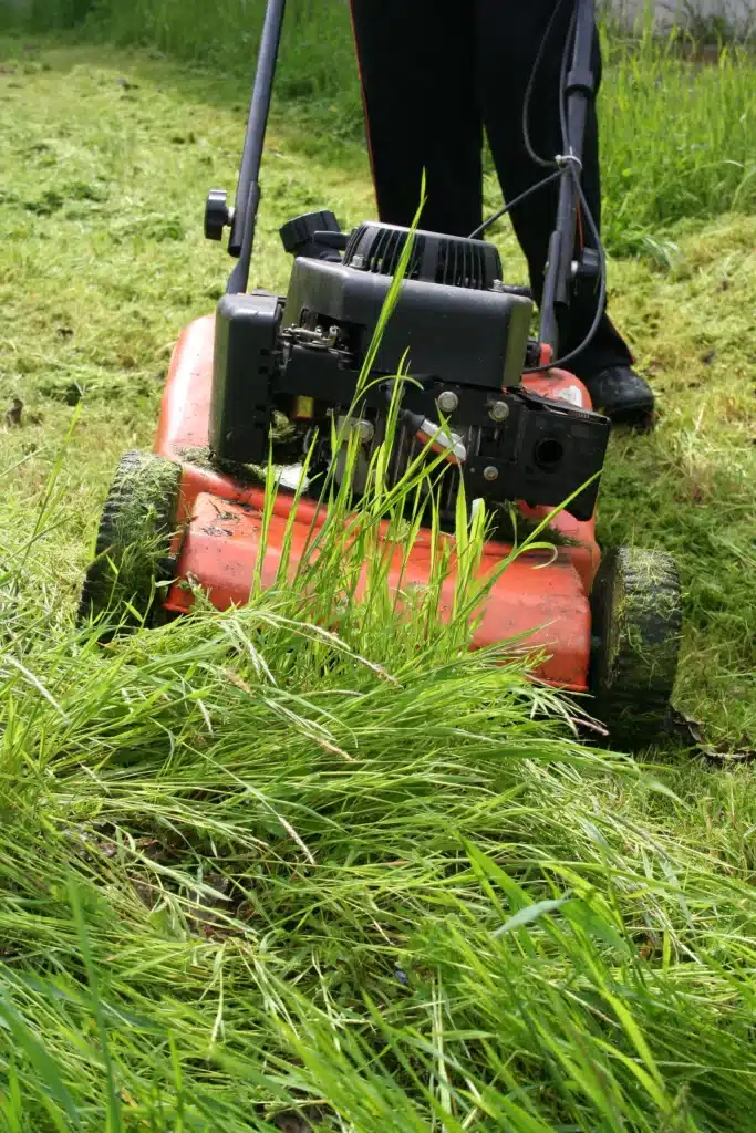 entretien des massifs à Noailles