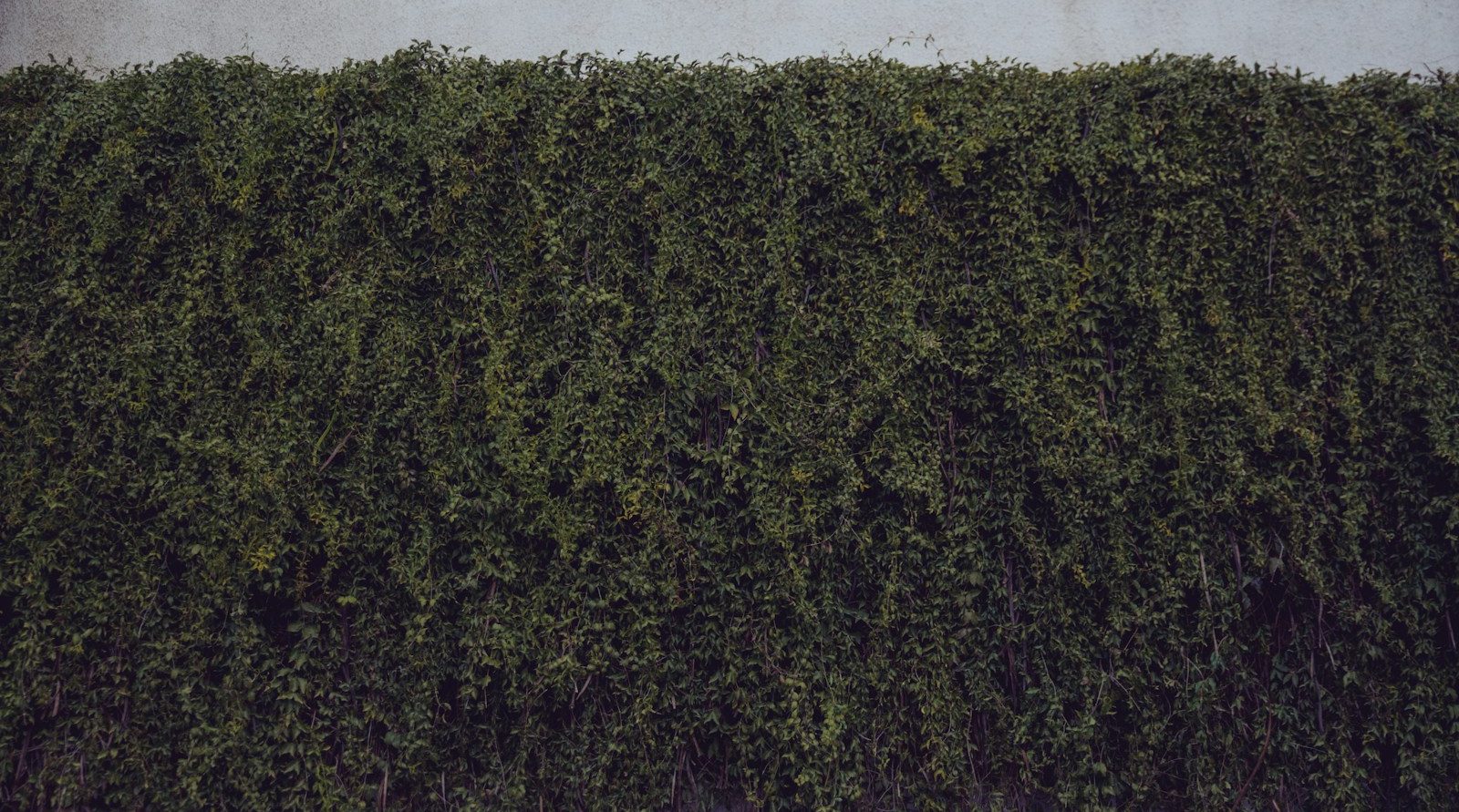 paysagiste qualifié à Tillé