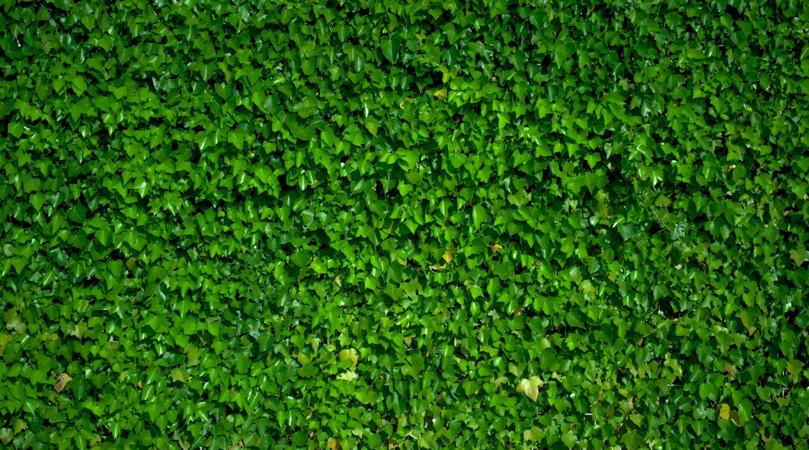 Jardinier paysagiste à Noailles (60)