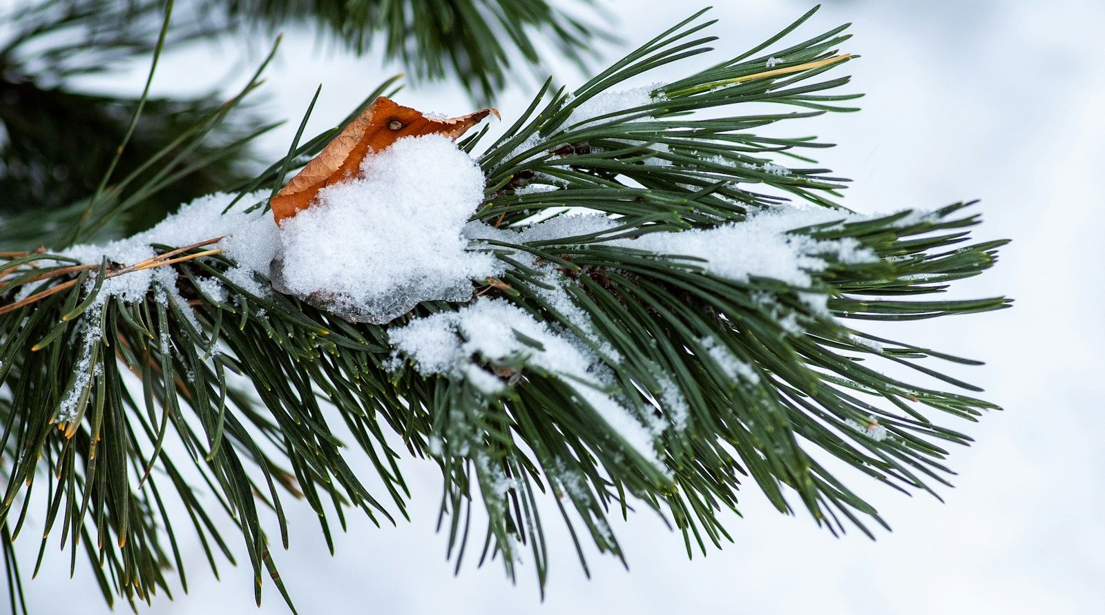 Entreprise d'entretien de jardin à Beauvais